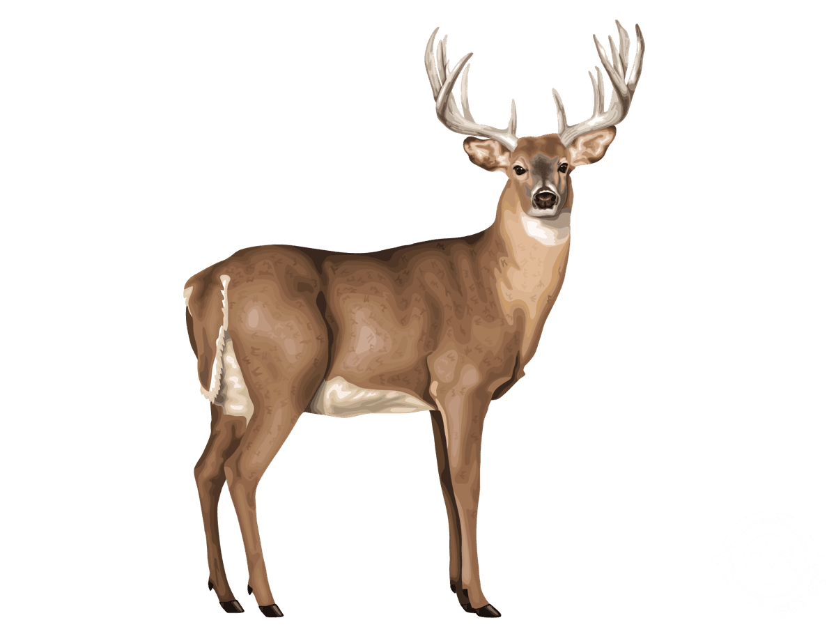 Mule Deer