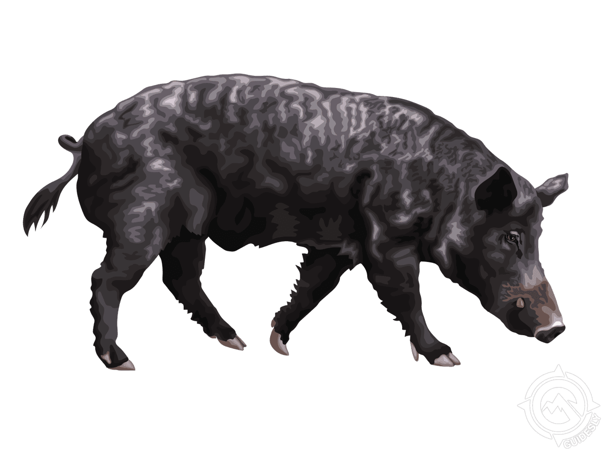 Wild Hog